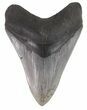 Serrated, Megalodon Tooth - South Carolina #48861-1